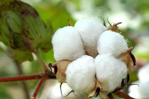 水果种植新方向 国家给出的答案今年这样种