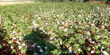 叙利亚哈塞克省加快农业复苏 1800公顷棉花与水果种植提速