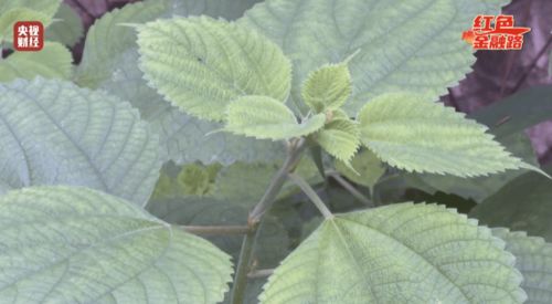 十斤黄金与果实的力量 这种植物在革命建设中的隐蔽贡献