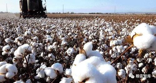 2019年棉花与水果种植 中国农业的强劲势头与民生保障