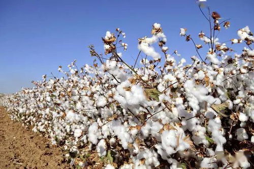 贸易壁垒下的悖论 当扣箱、禁售与加税围困水果种植业