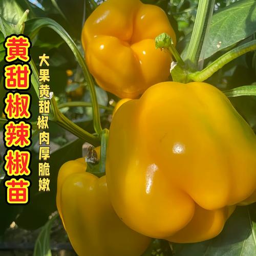 黄甜椒苗大果带土红黄绿紫方椒太空椒易种植好养活水果蔬菜辣椒苗