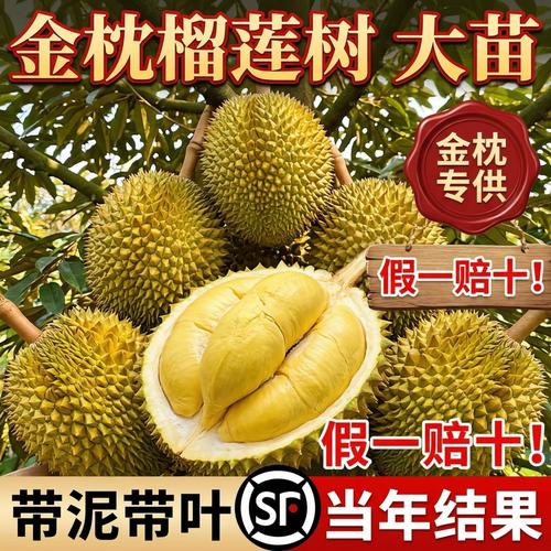 榴莲树果树南北方种植金枕大树正宗广西嫁接猫山王矮化水果树盆栽