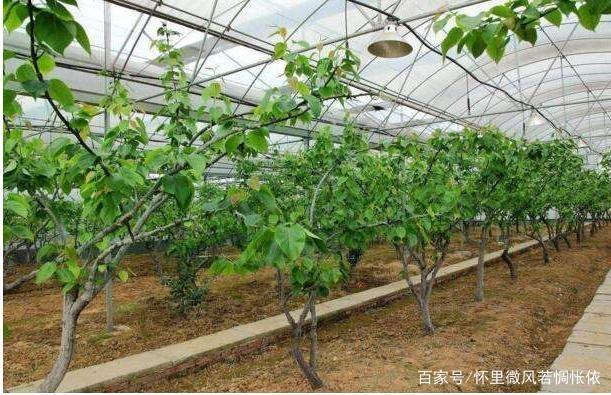 大棚种植水果,最重要的就是挑选品种,才能保证产量